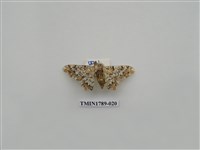 藏品(中國蛾類)的圖片